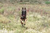 MALINOIS 364